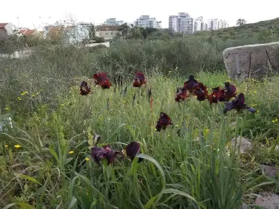 עגלת קפה סול | CafeSol