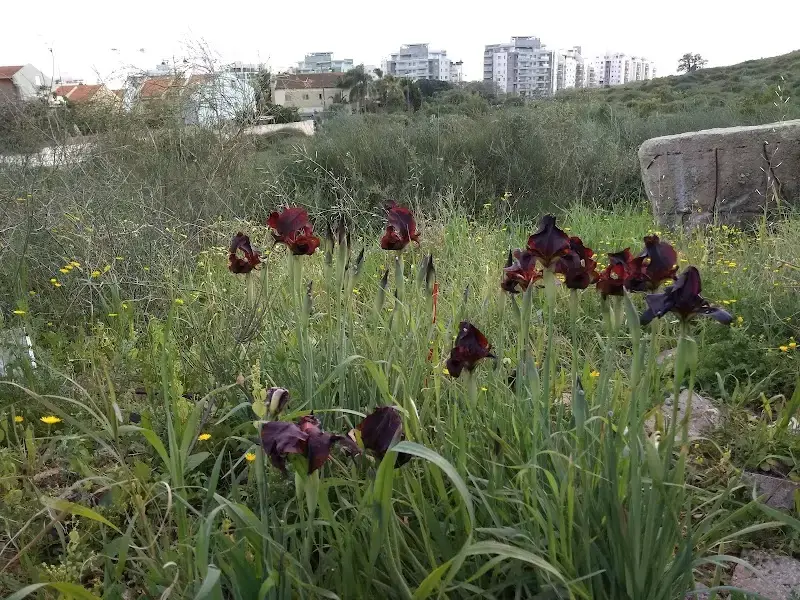 עגלת קפה סול | CafeSol