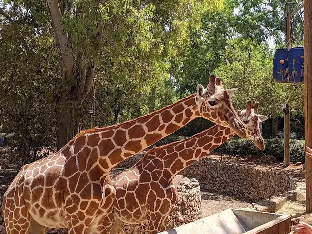 הספארי: תמונה