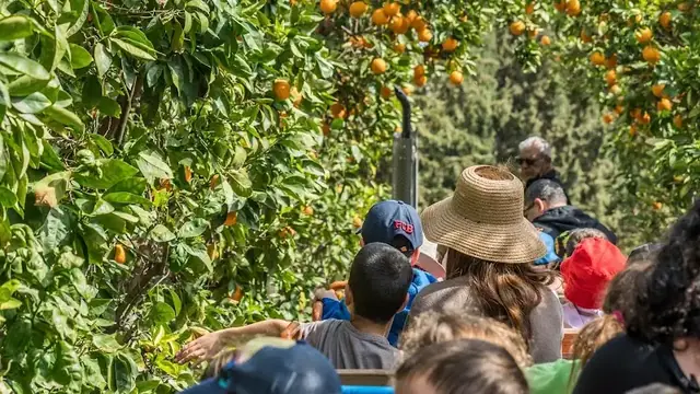 אתר הפרדסנות ע"ש מינקוב רחובות: תמונה