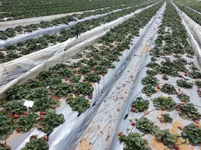 תותים משק יוסף: תמונה